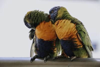 Close up portrait of two rainbow lorikeets, parrots bonding