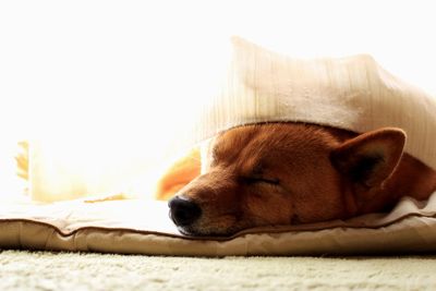 Close-up of dog sleeping on sofa