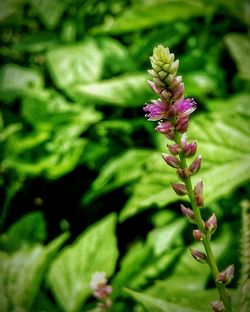 Close-up of pink flowers