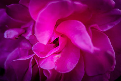 Close-up of pink rose flower