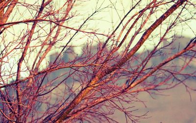 Bare trees against sky