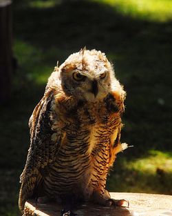 Close-up of owl on tree stump