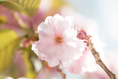 Double cherry blossom