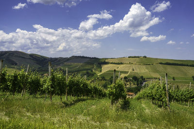 Scenic view of agricultural field against sky