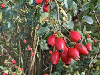 Close-up of red rosebibs growing on tree