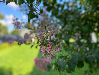 Close-up of pink flowering plant