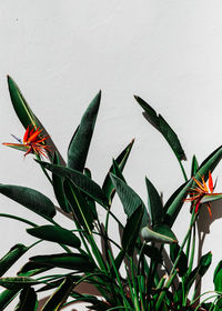 Close-up of plant against white background