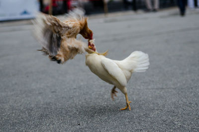 Close-up of bird on street