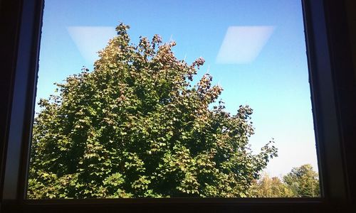 Trees against blue sky seen through glass window