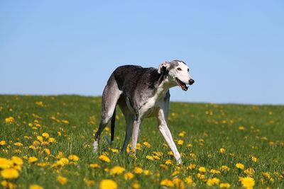 View of dog on field against sky