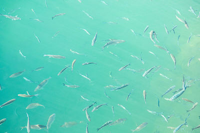 Full frame shot of fishes swimming in sea