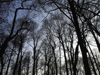 Low angle view of bare trees against sky