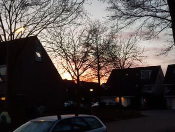 Silhouette of bare tree in city