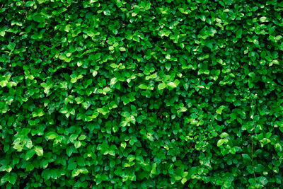 Full frame shot of ivy growing on plant