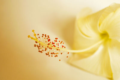 Close-up of yellow flower