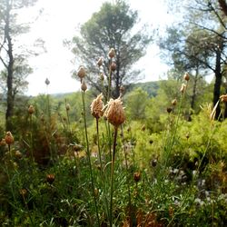 Plants growing on field