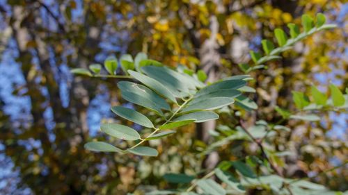 Close-up of flowering plant leaves