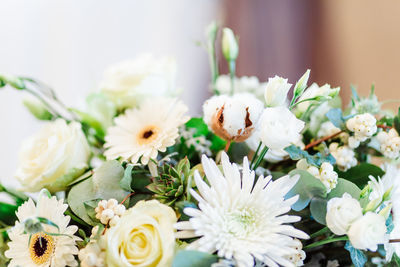 Close-up of white daisy flowers
