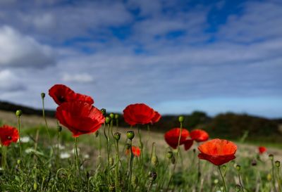 Red poppy flower blooming in field