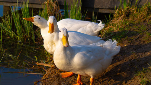 Close-up low level view of aylesbury pekin peking american domestic duck ducks swimming in lake