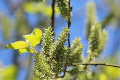 Close-up of fresh green plant