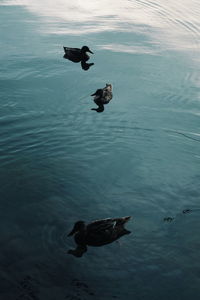 High angle view of ducks swimming in lake