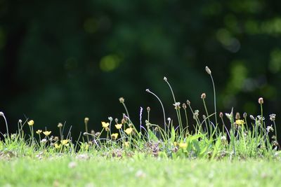 Plant growing on grassy field