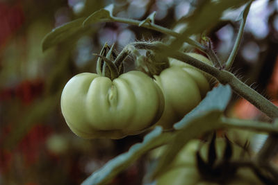 Close-up of fruit growing on tree