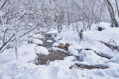 Snow covered trees on field