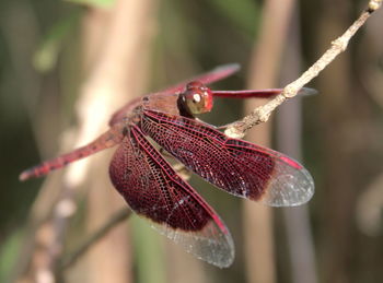 Close-up of dragonfly on plant