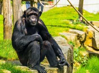 Monkey sitting in a zoo