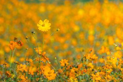 Close-up of yellow flowers blooming on field