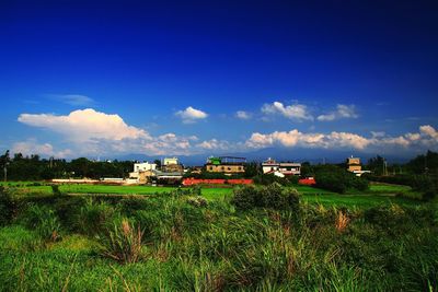 Scenic view of agricultural field against blue sky