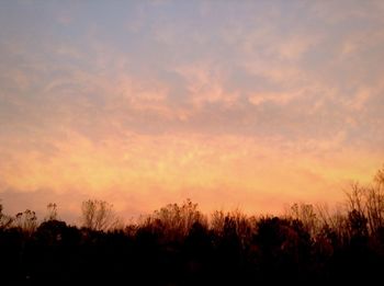 Silhouette of trees at sunset