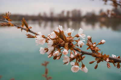 Close-up of cherry blossom tree