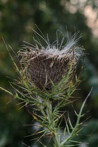 Close-up of dried plant on field