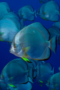 Close-up of fish swimming in sea