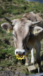 Cow standing in a field