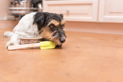 Portrait of puppy sitting on floor at home