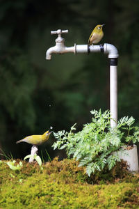Bird perching on a plant