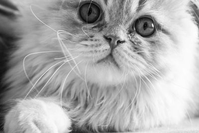 Close-up portrait of cat