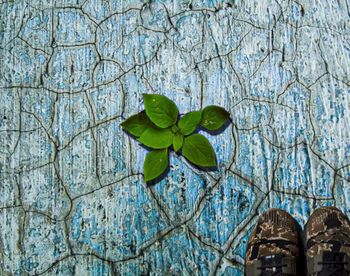 Low angle view of leaves against blue sky