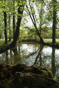 Scenic view of lake in forest