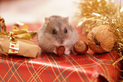 Close-up of rodent amidst christmas decoration on table