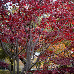 Low angle view of cherry blossom tree during autumn