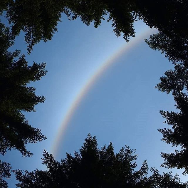 tree, beauty in nature, scenics, tranquility, nature, rainbow, sun, sunbeam, growth, sky, low angle view, tranquil scene, sunlight, idyllic, clear sky, outdoors, no people, silhouette, lens flare, blue