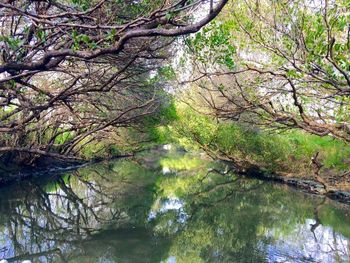 Reflection of trees in water