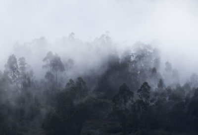 Trees in forest against sky