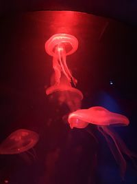 Close-up of jellyfish in water