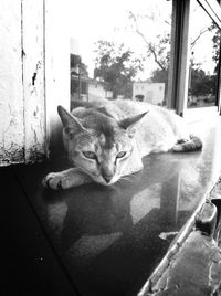 Cat resting on floor